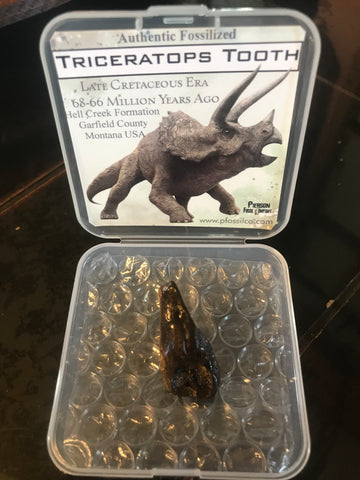 Small Triceratops Gift Box