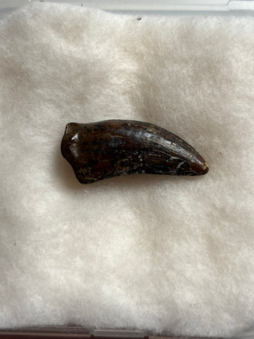 Nano Tyrannosaurus is a smaller species of one of the largest carnivores. Some believe they are actually juvenile T Rex. Others claim they are there very own species. This is a beautiful Nano Tyrannosaurus tooth! Excellent condition, rare find!  Length - 1"  Width - 1/2"