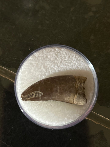 Nano Tyrannosaurus is a smaller species of one of the largest carnivores. Some believe they are actually juvenile T Rex. Others claim they are there very own species. This is a beautiful Nano Tyrannosaurus tooth! Excellent condition, rare find!  Length - 1 1/8"  Width - 1/2"