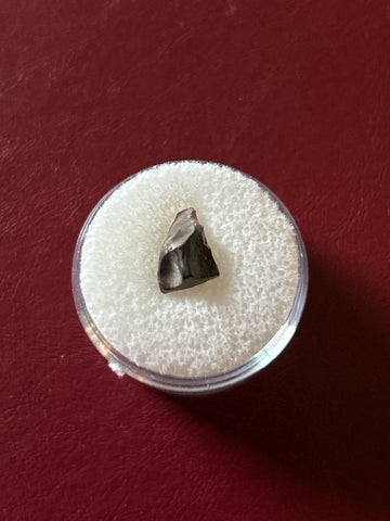 -Leptoceratops Tooth