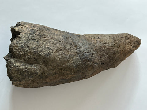 Triceratops Brow Horn Tip