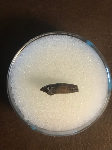 This great quality tooth was found in the Hell Creek formation in Garfield County, MT. There are not a lot of these around!  Length - 1/4 inch  Width - 1/4 inch
