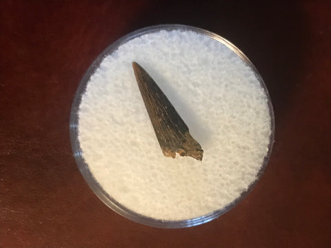 This Ricardo tooth was collected from the Hell Creek formation in Garfield County, Montana. It is in good condition with no significant repair or restoration.  Length ~ 5/8" Width ~ 1/8"