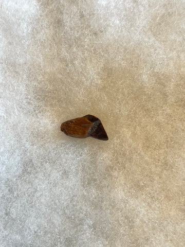 This is a Triceratops Tooth from the Hell Creek Formation in Garfield County, Montana. It is in good condition with no significant repair or restoration.  Length- 3/4" Width -1/2"