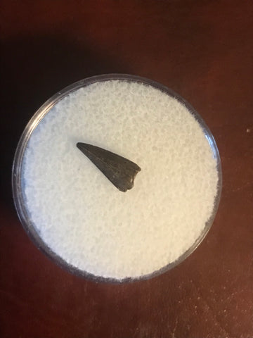 This Ricardo tooth was collected from the Hell Creek formation in Garfield County, Montana. It is in good condition with no significant repair or restoration.  Length ~ 3/8" Width ~ 1/8"