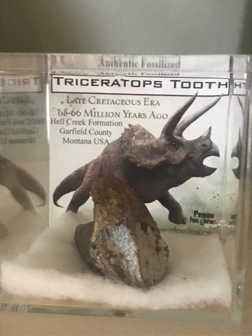 Each gift box includes an Authentic Fossilized Triceratops Tooth. This gift box also includes descriptive information about the Triceratops and a certificate of authenticity. These gift boxes would be great addition for any collector!  gift box size: 2.5" x 2.5" x 2.5" 