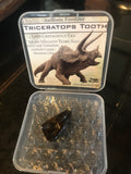 Small Triceratops Gift Box