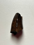 -Tyrannosaurus Rex Tooth