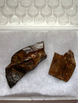 -Tyrannosaurus Rex Tooth Fragment