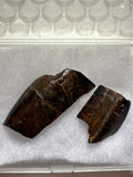 -Tyrannosaurus Rex Tooth Fragment