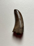 -Nanotyrannus Tooth