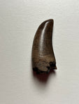 -Nanotyrannus Tooth