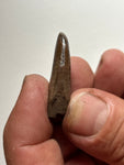 -Nanotyrannus Tooth