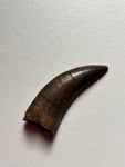 -Nanotyrannus Tooth