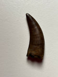 -Nanotyrannus Tooth