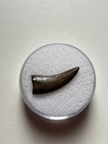 -Nanotyrannus Tooth