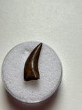 -Nanotyrannus Tooth