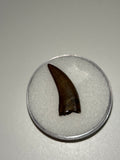 -Nanotyrannus Tooth