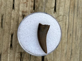 -Nanotyrannus Tooth