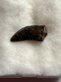 Nano Tyrannosaurus is a smaller species of one of the largest carnivores. Some believe they are actually juvenile T Rex. Others claim they are there very own species. This is a beautiful Nano Tyrannosaurus tooth! Excellent condition, rare find!  Length - 1"  Width - 1/2"