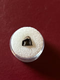 -Leptoceratops Tooth