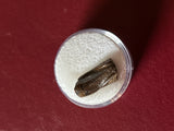 -Hadrosaur Tooth