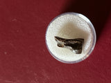 -Hadrosaur Tooth