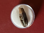 -Hadrosaur Tooth