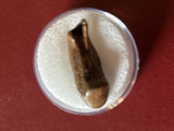 -Hadrosaur Tooth