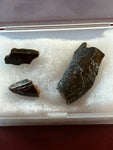 -Tyrannosaurus Rex Tooth Fragment