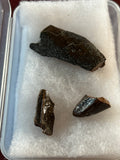 -Tyrannosaurus Rex Tooth Fragment