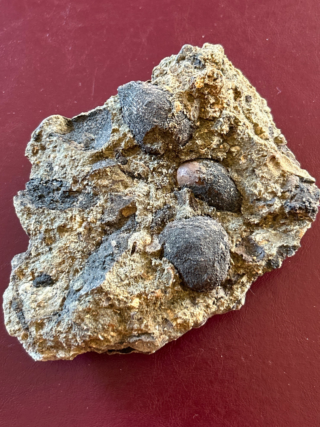 Plant Fossils – Pierson Fossil Company LLC