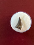 -Raptor Tooth