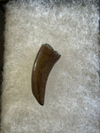 -Nanotyrannus Tooth