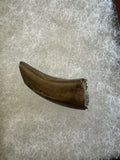 -Nanotyrannus Tooth