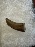 -Nanotyrannus Tooth