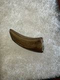 -Nanotyrannus Tooth