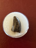 -Nanotyrannus Tooth