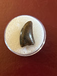 -Nanotyrannus Tooth