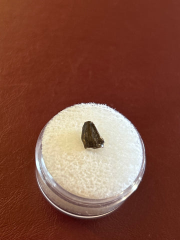 -Pachycephalosaurus Tooth {Fang}