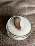 Raptor Tooth