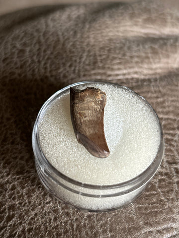 Raptor Tooth