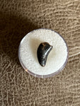 Raptor Tooth