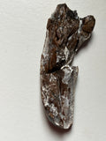 Tyrannosaurus Rex Tooth Fragment