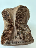 Pachycephalosaurus Vertebrae