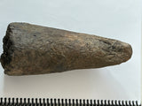 Triceratops Brow Horn Tip