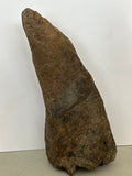 Triceratops Brow Horn Tip