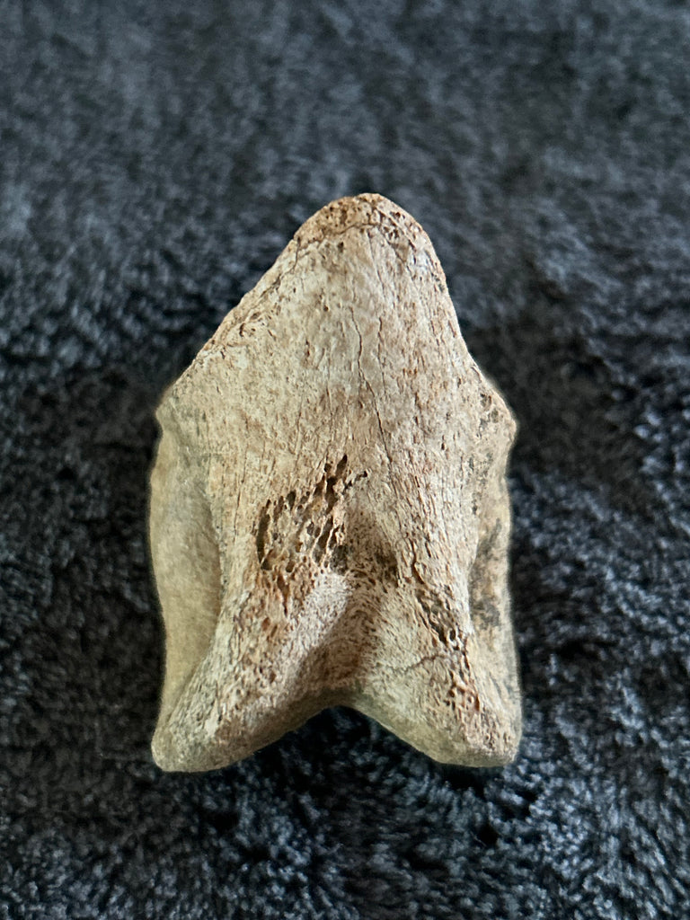pedal digits -Theropod Pedal Digit