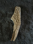 -Crocodile Skull Fragment