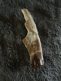 -Crocodile Skull Fragment